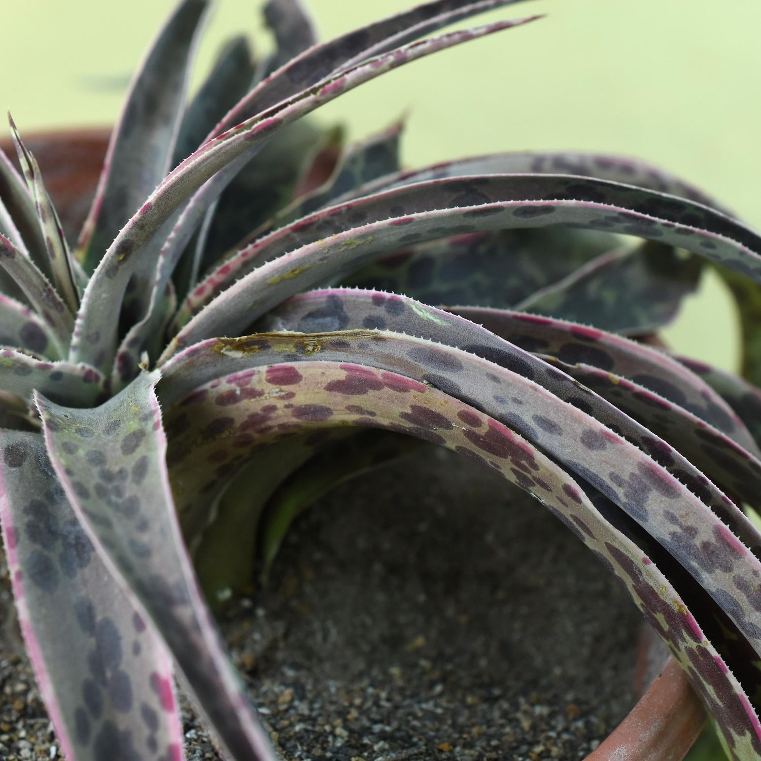 Manfreda 'Cherry Chocolate Chip'