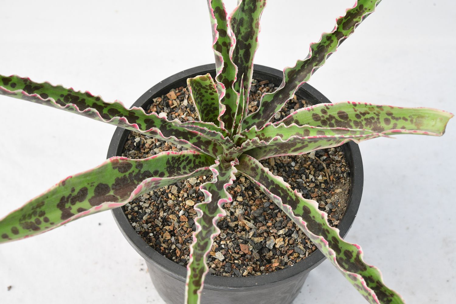Manfreda 'Cherry Chocolate Chip'