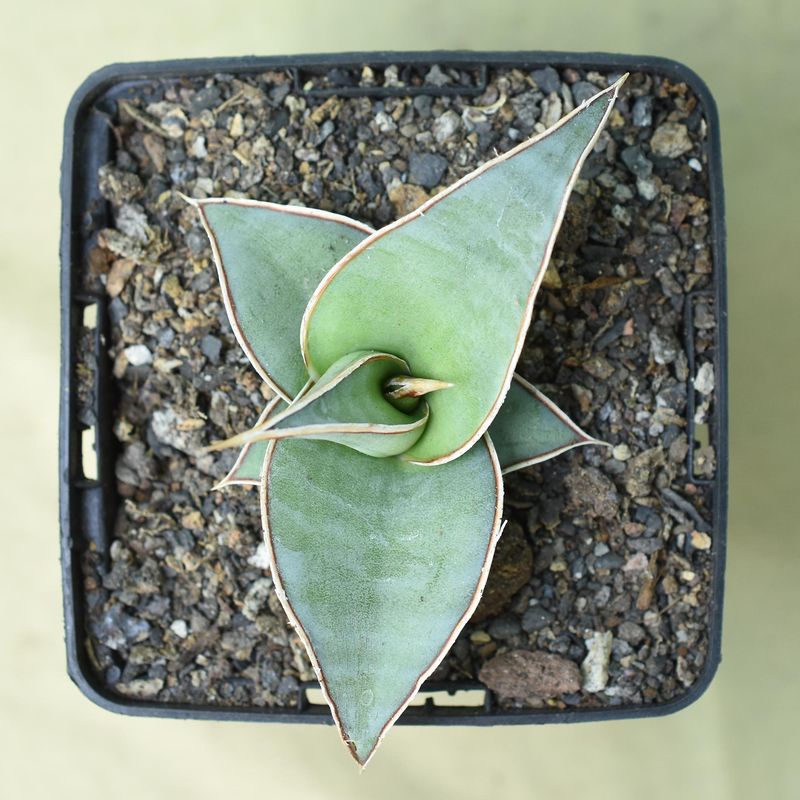 Sansevieria pinguicula x Lavranos 24561