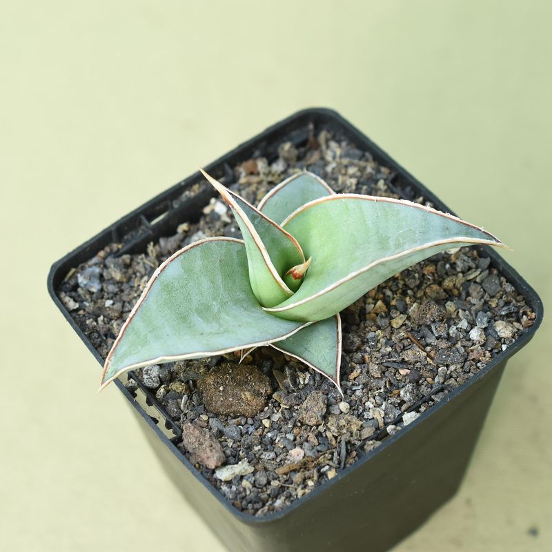 Sansevieria pinguicula x Lavranos 24561