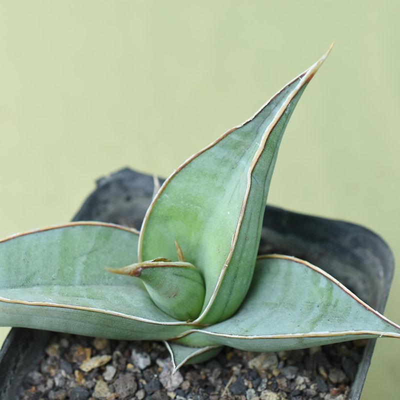 Sansevieria pinguicula