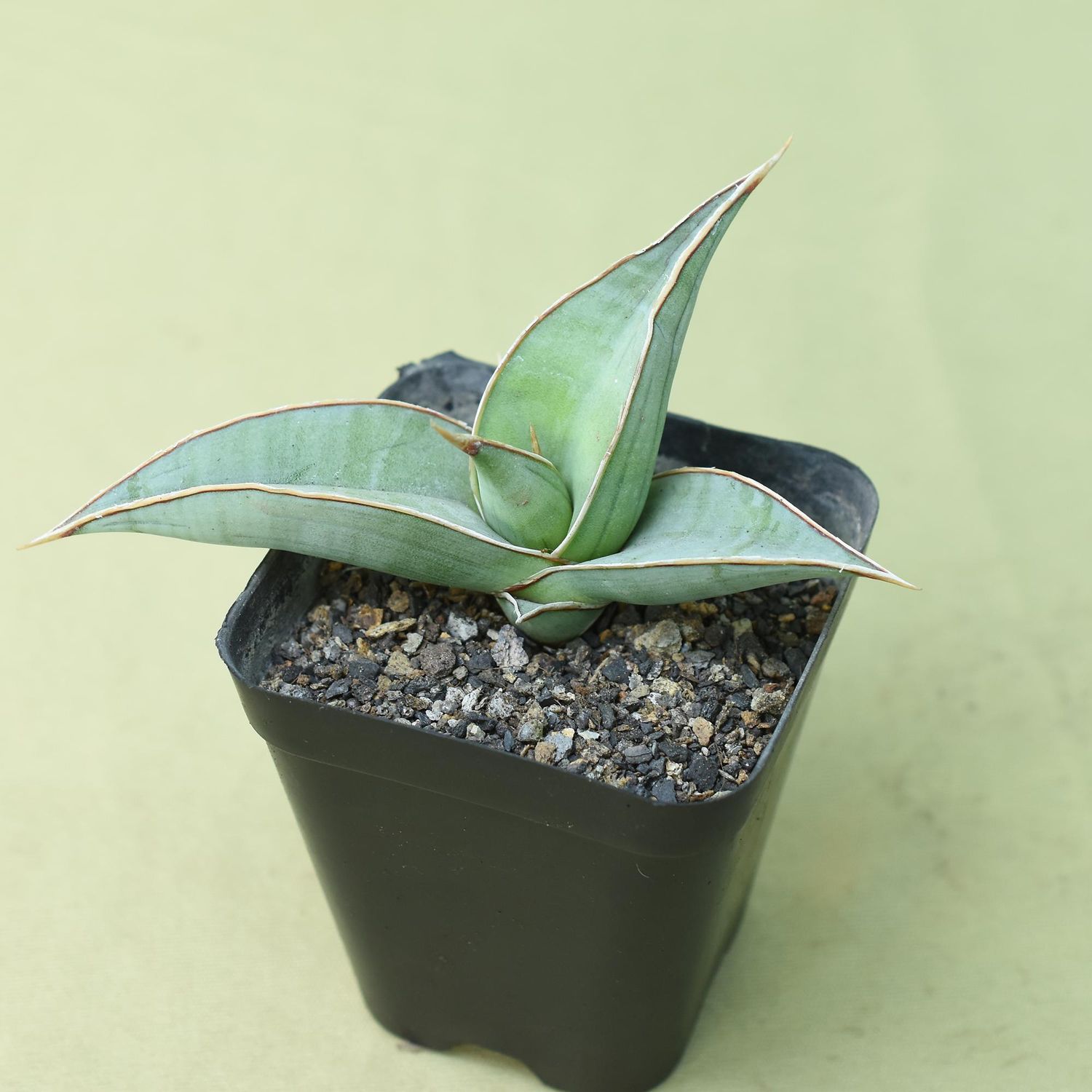 Sansevieria pinguicula