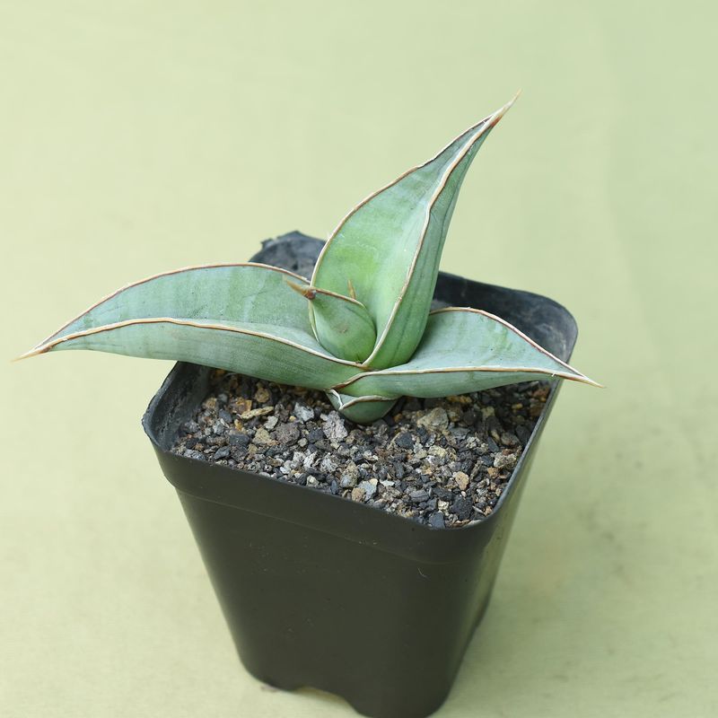 Sansevieria pinguicula