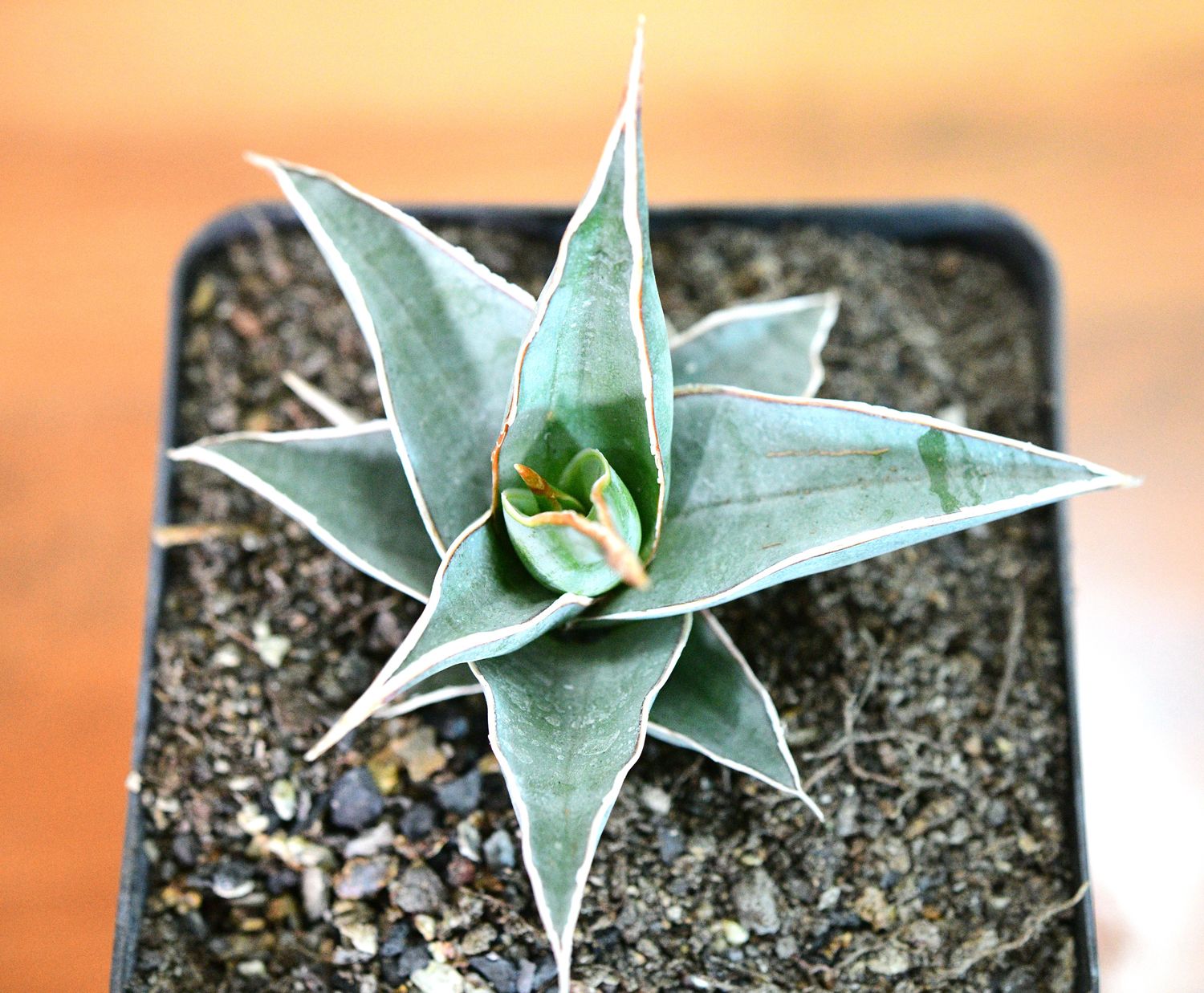 Sansevieria pinguicula front view