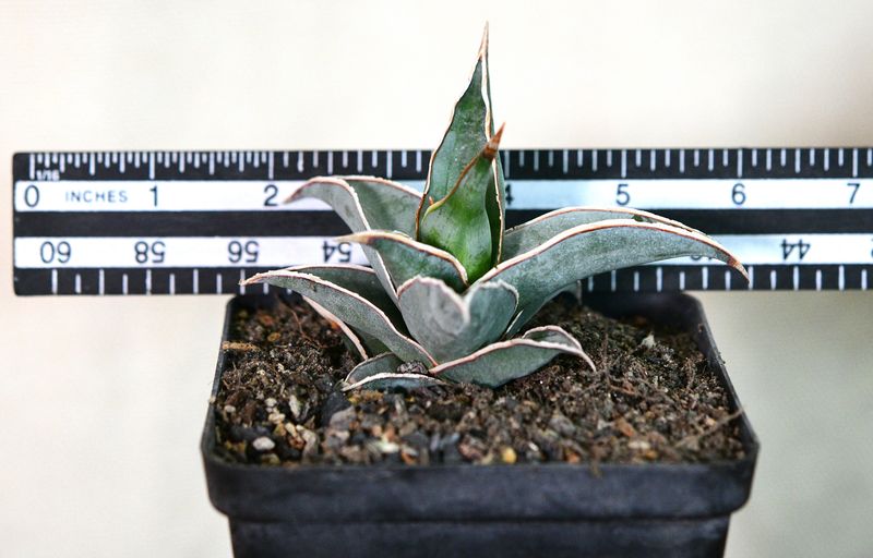 Sansevieria pinguicula with ruler for size reference