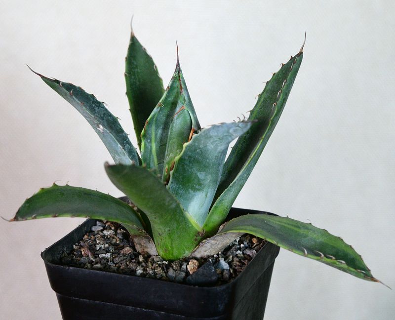 Agave parrasana 'FireBall' (Variegated Cabbage Head Agave) Agave parrasana 'FireBall' (Variegated Cabbage Head Agave) front view in black pot