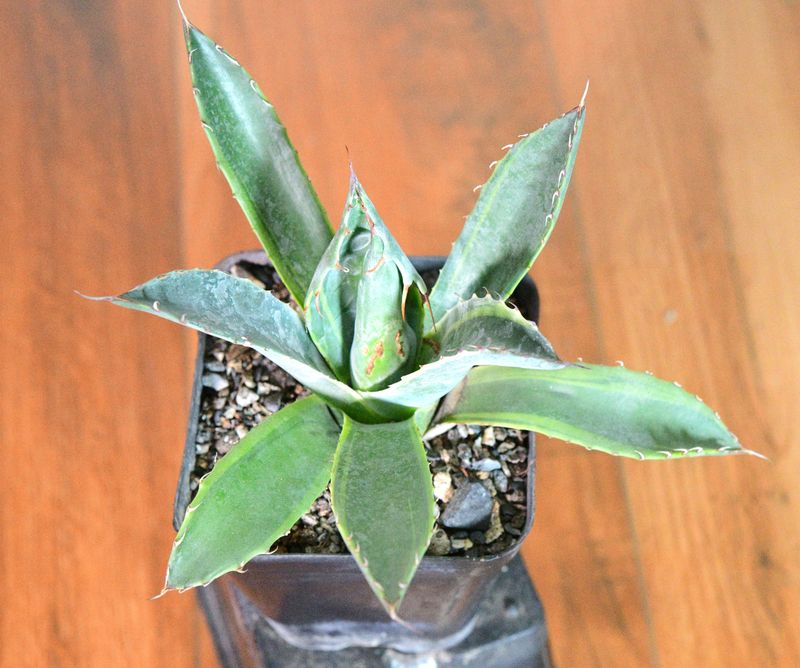 Agave parrasana 'FireBall' (Variegated Cabbage Head Agave) overhead view