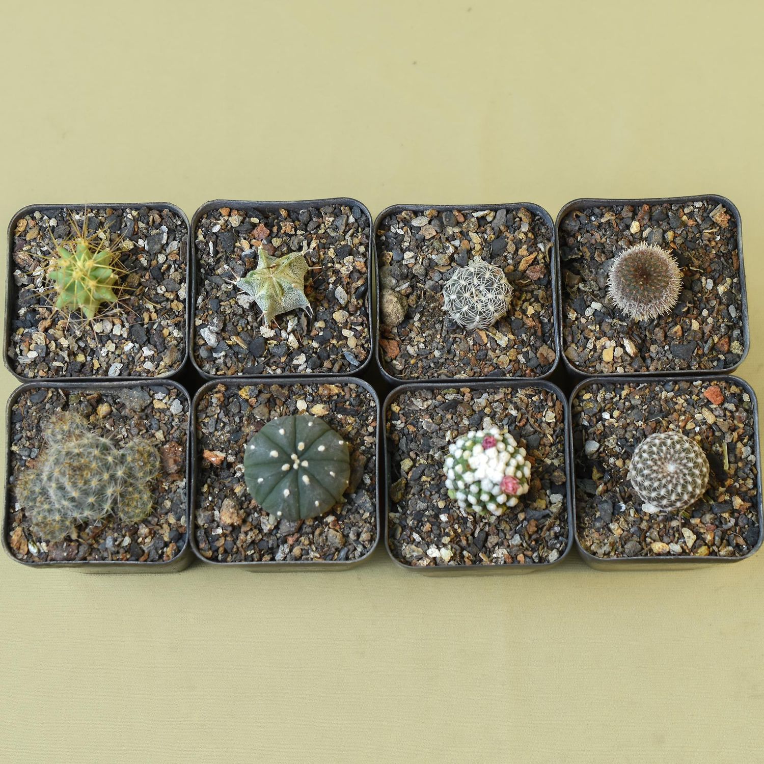 The Diverse Desert Collection (Set of 8 Cactus) The Diverse Desert Collection (Set of 8 Cactus)