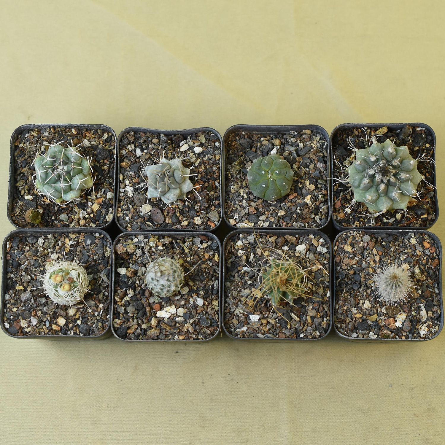 Collector's Choice Cactus Set of 8