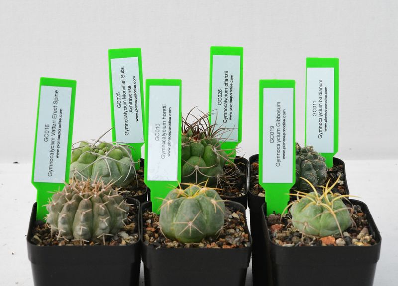 The "Chin Cactus" Collection  Set of 8