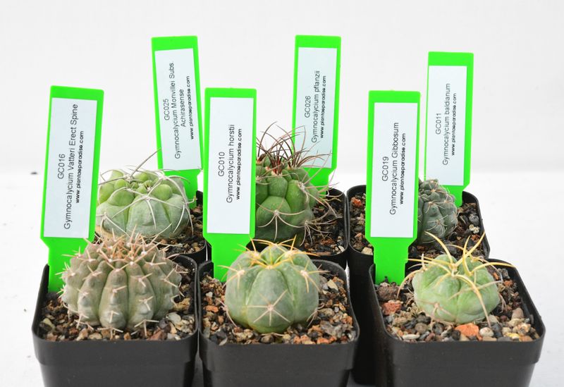 The "Chin Cactus" Collection  Set of 8