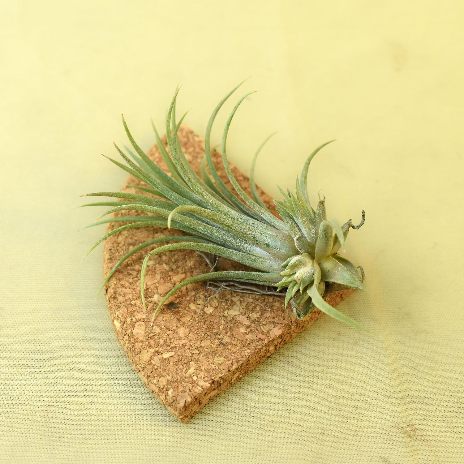 Air Plant Tillandsia Ionantha