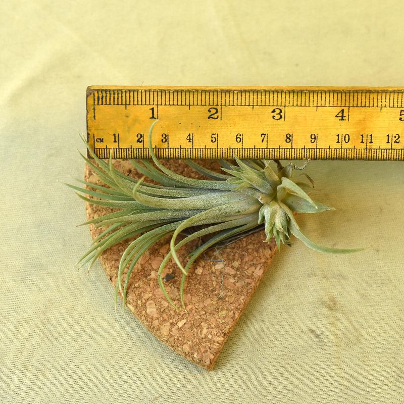 Tillandsia Ionantha with ruler for size reference