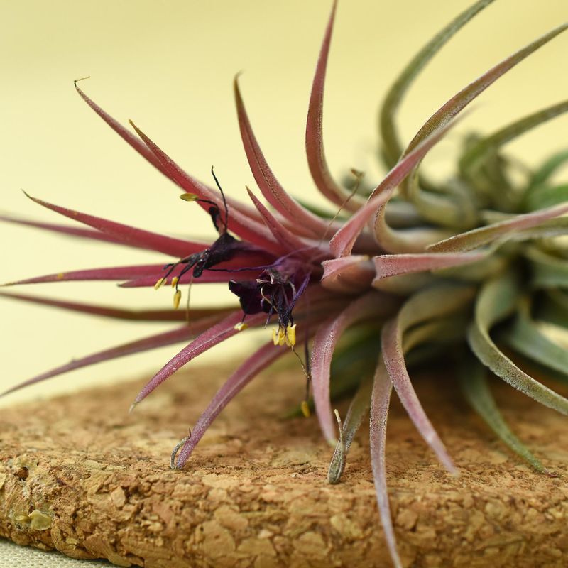 Tillandsia ionantha close-up of purple bloom