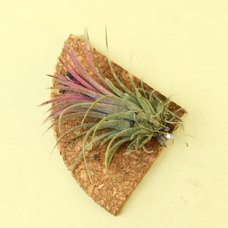 Air Plant Tillandsia ionantha