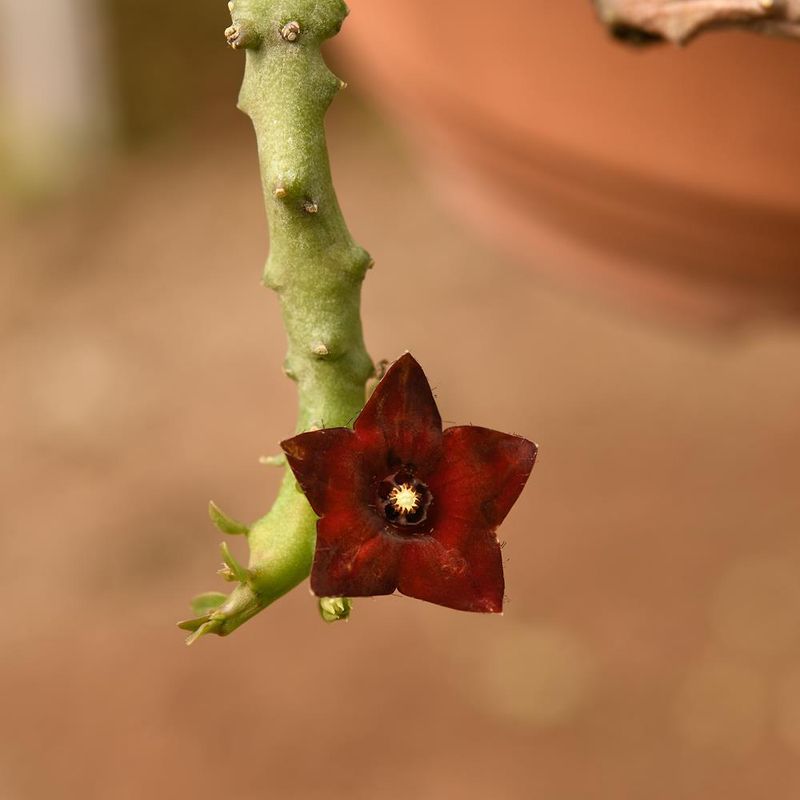 Frerea indica red flr close-up of single red flower on stem