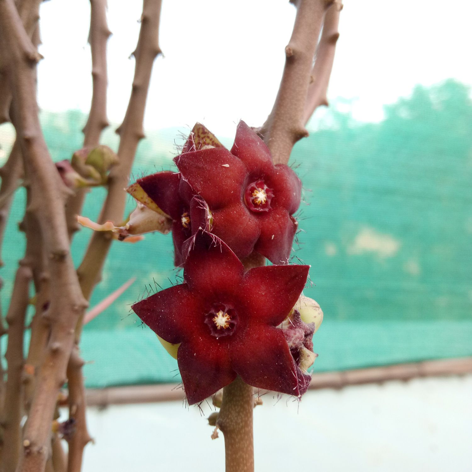 Frerea indica red flr
