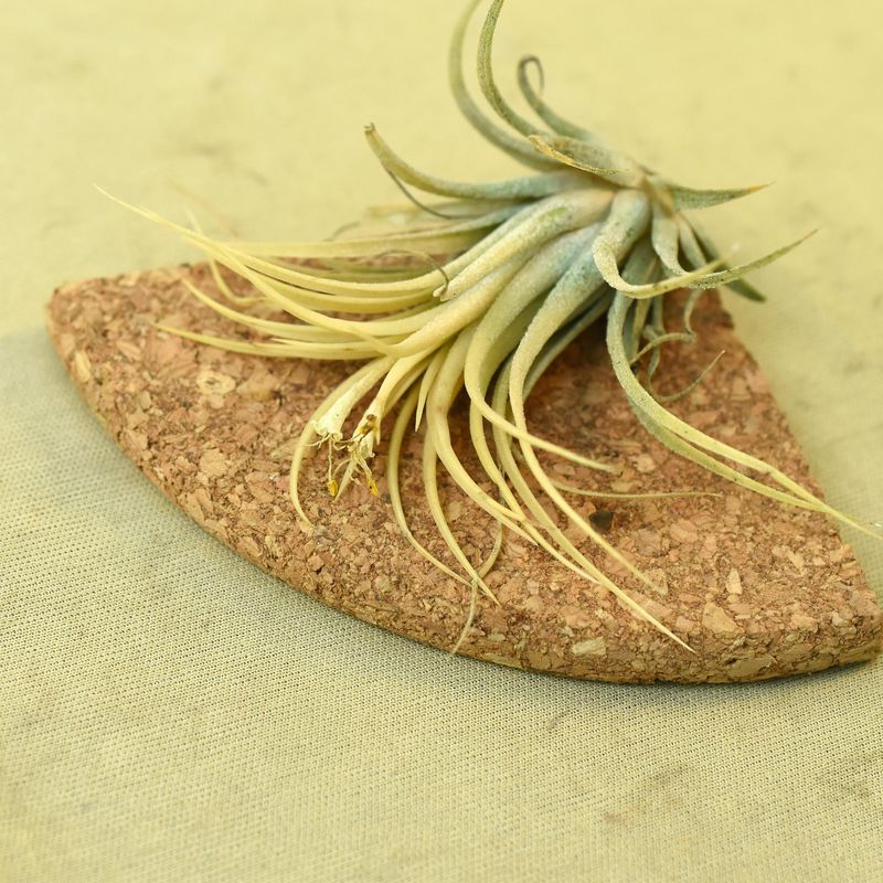 Tillandsia Ionantha DRUID side angle view