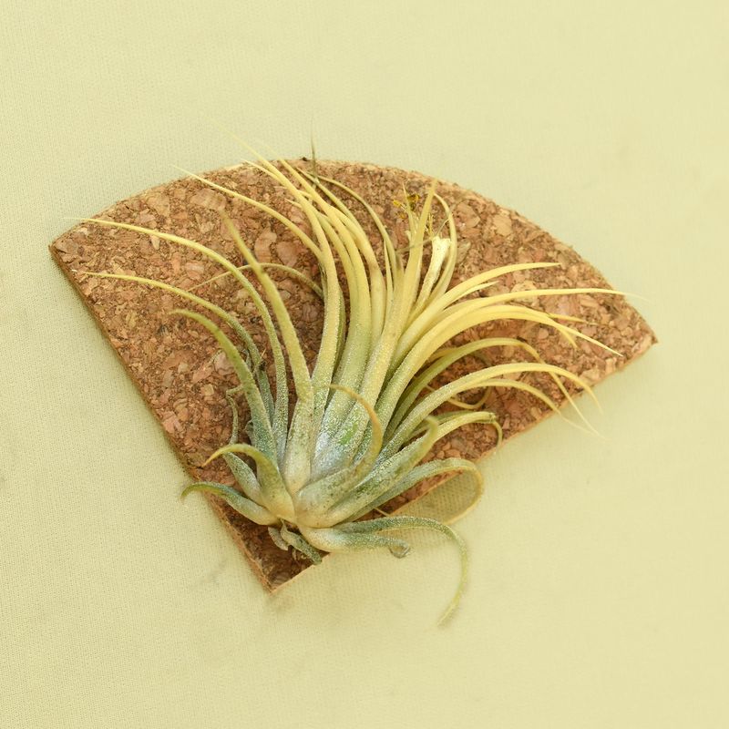 Tillandsia Ionantha DRUID ( Air Plant )