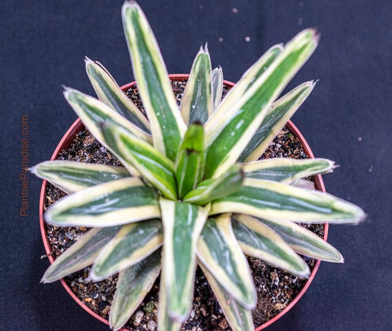 Agave Victoria Reginae ( Variegated) Cream Compact /Lemonade Agave Victoria reginae ( Variegated) Cream Compact /Lemonade