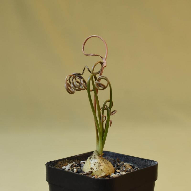 Albucca spiralis (Thick tight Spirals)