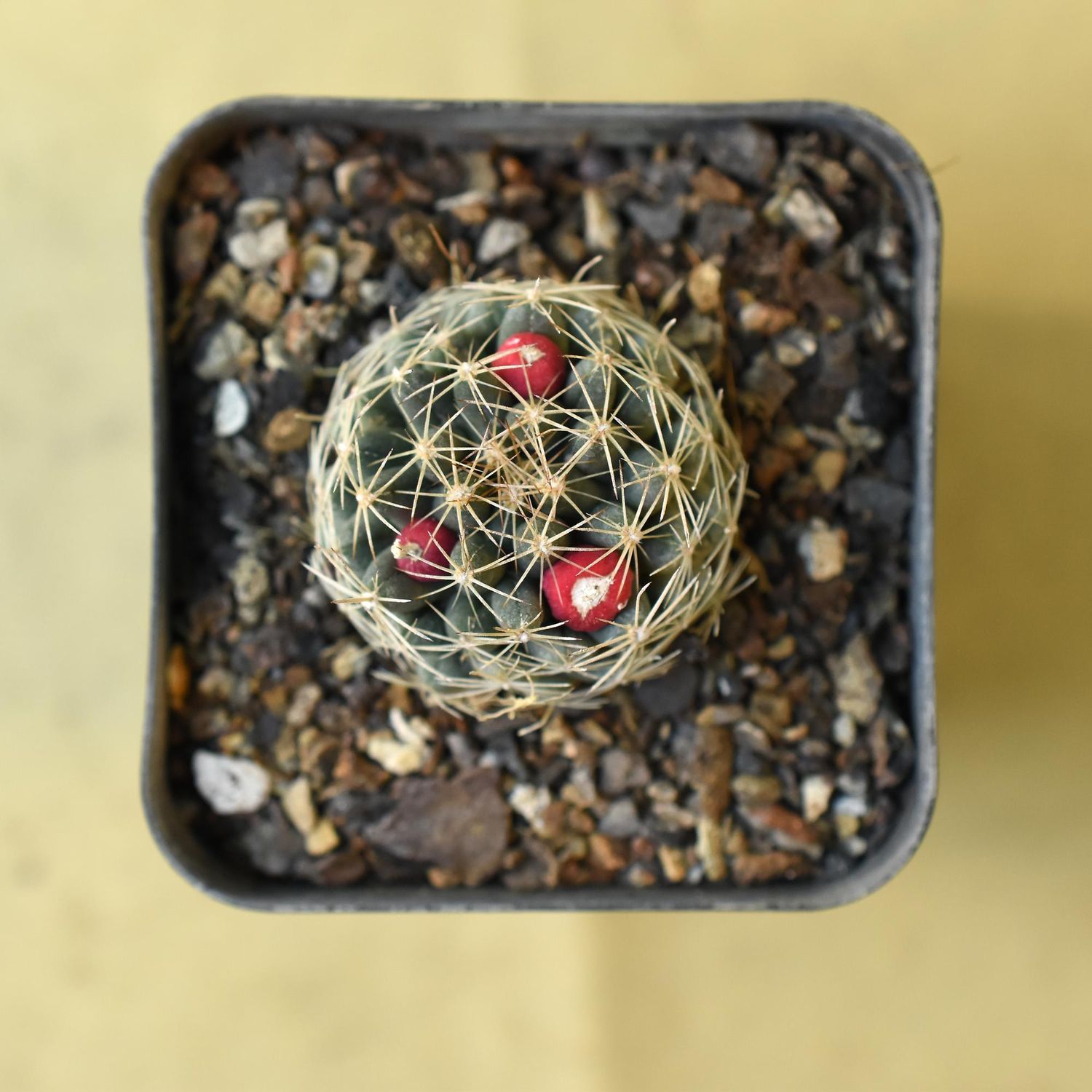 Escobaria vivipara radiosa SB401