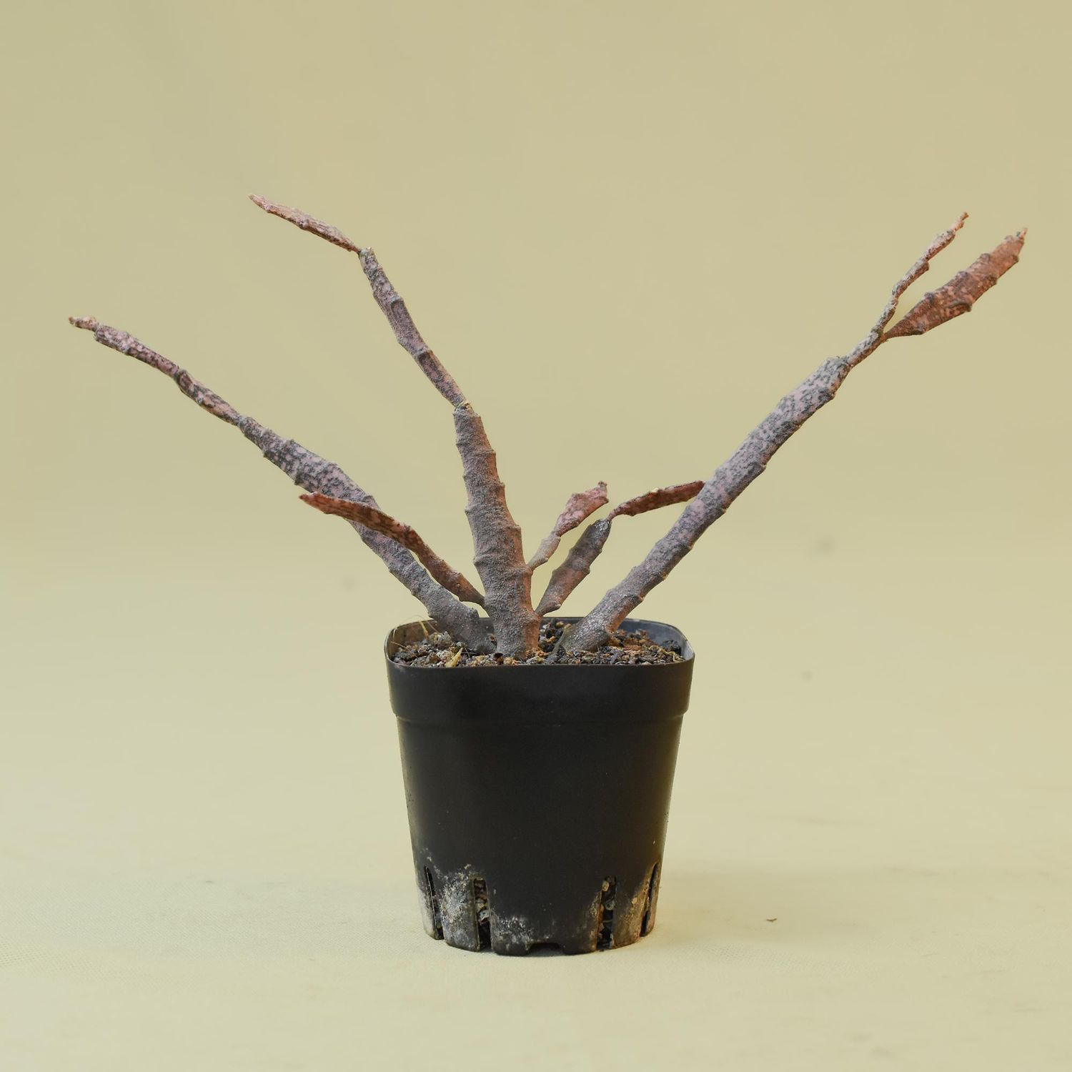 Euphorbia Platyclada (Rooted) aka Dead Mans Fingers