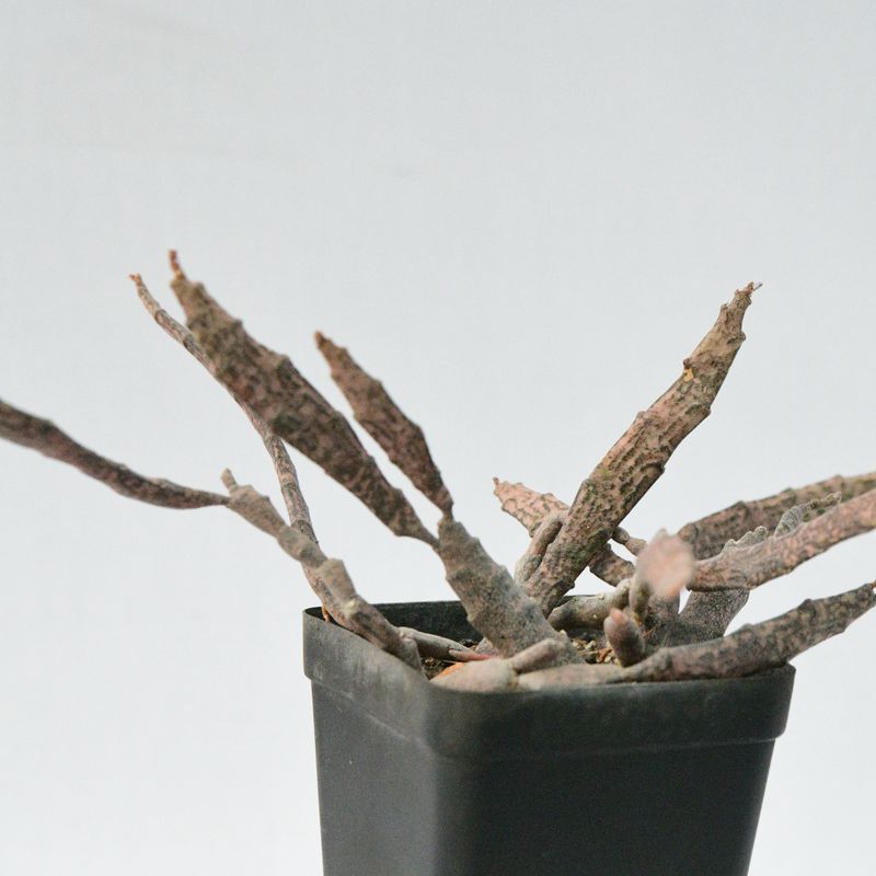 Euphorbia Platyclada (Rooted) aka Dead Mans Fingers
