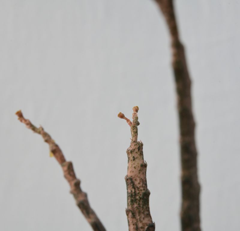 Euphorbia Platyclada (Rooted) aka Dead Mans Fingers