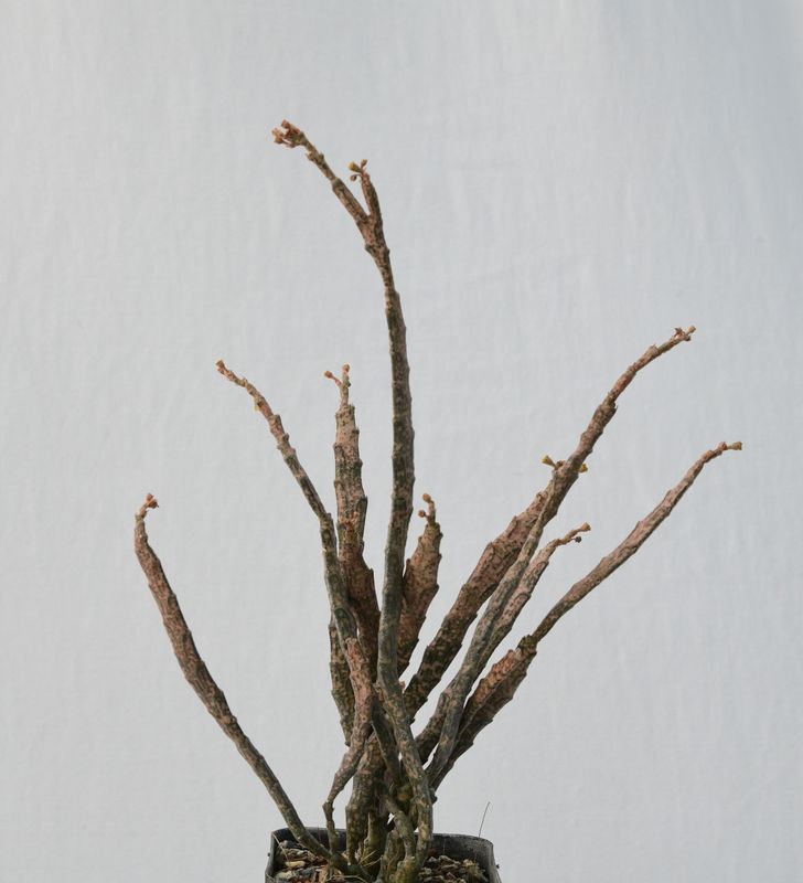 Euphorbia Platyclada (Rooted) aka Dead Mans Fingers