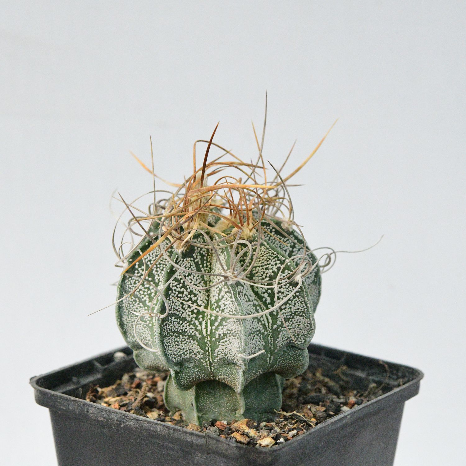 Shop Astrophytum Capricorne Senile | Rare Cactus