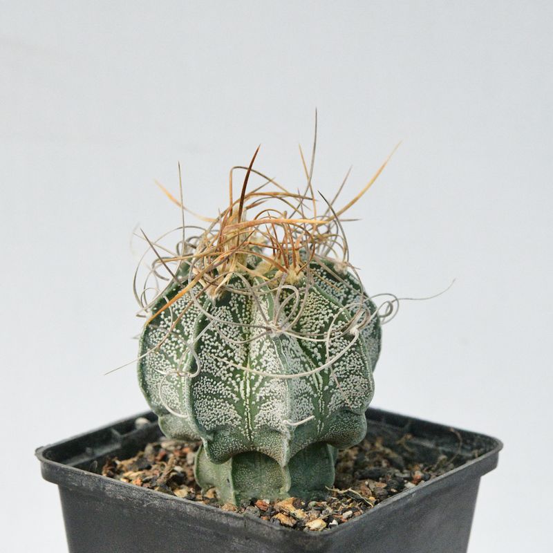 Shop Astrophytum Capricorne Senile | Rare Cactus