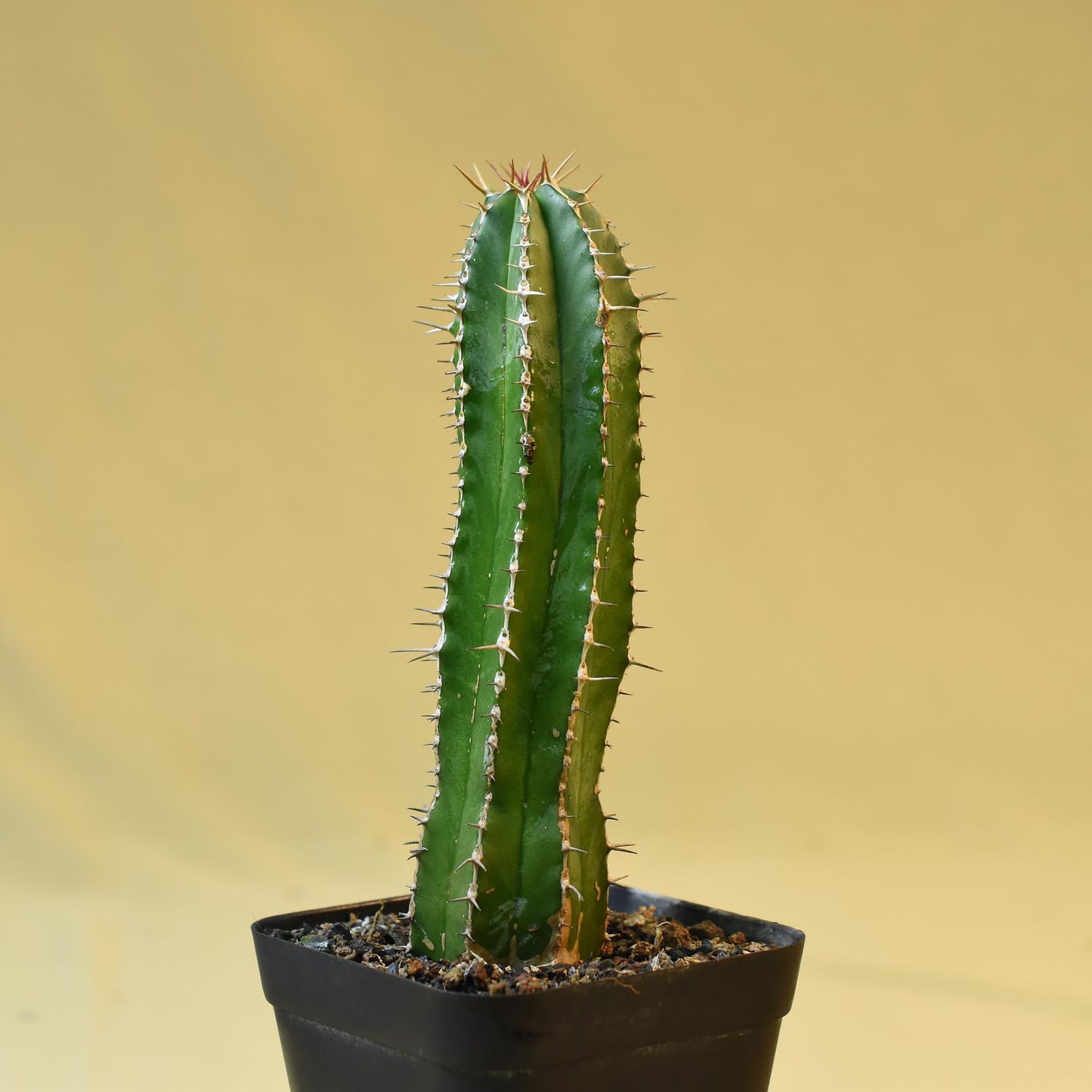 Euphorbia officinarum ssp. echinus Euphorbia officinarum ssp. echinus