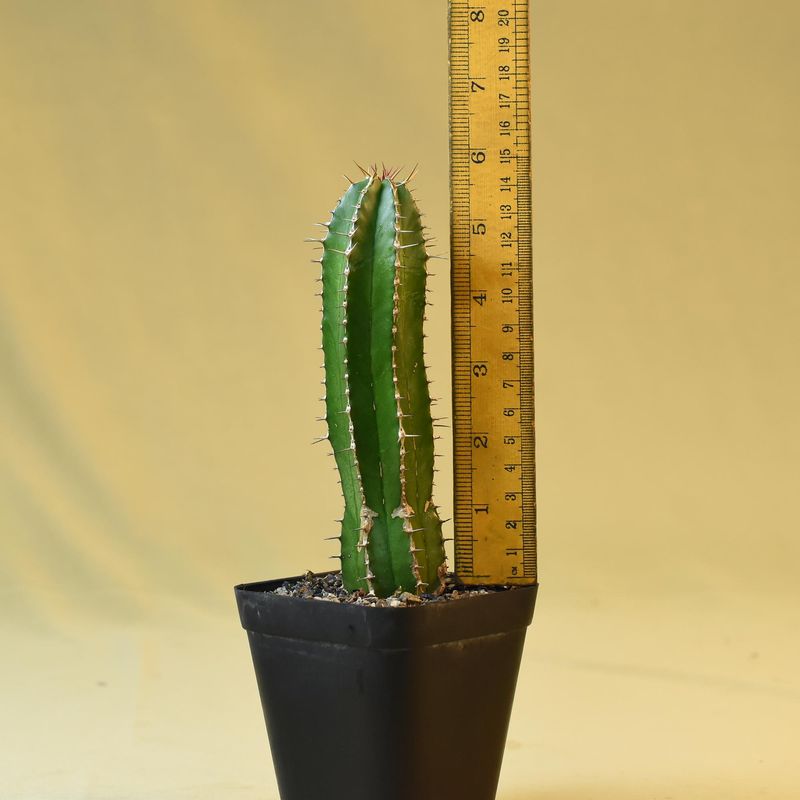 Euphorbia officinarum ssp. echinus