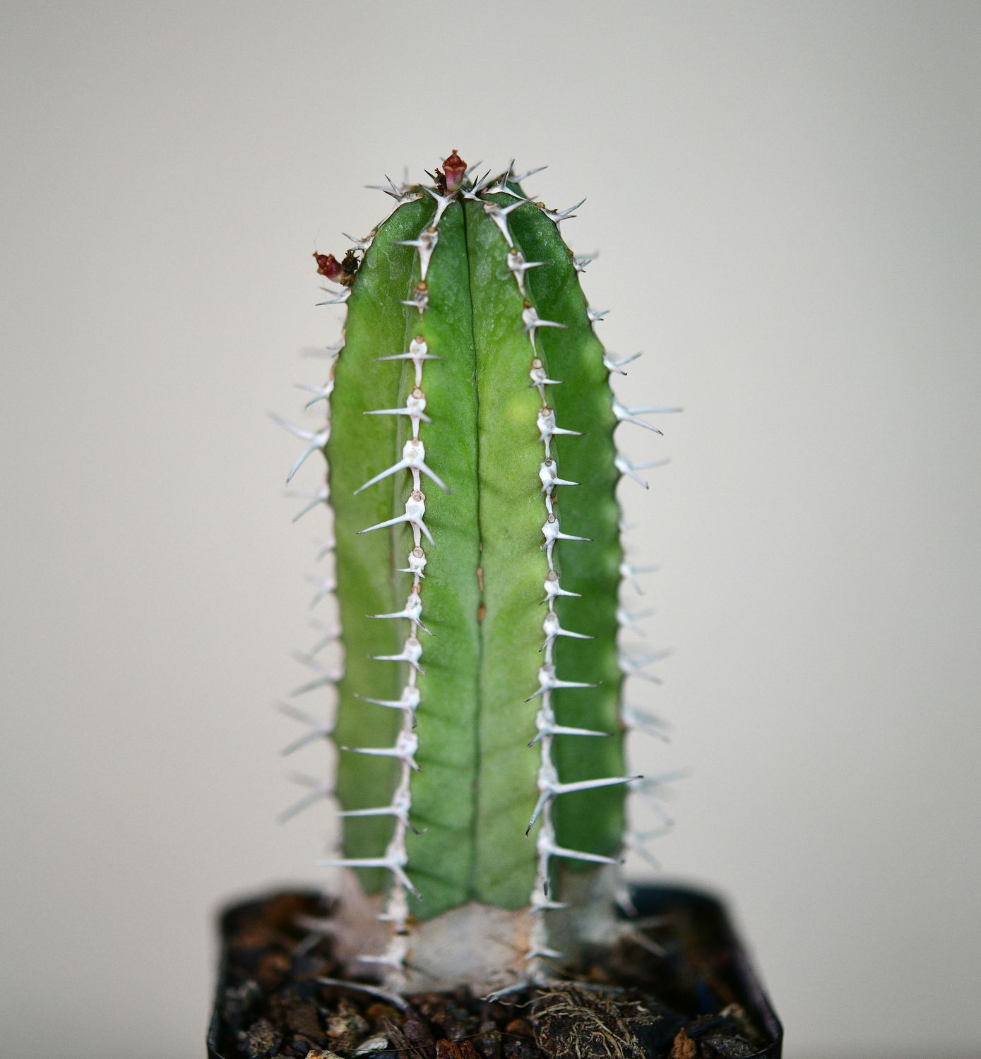 Euphorbia officinarum ssp. echinus Euphorbia officinarum ssp. echinus front view