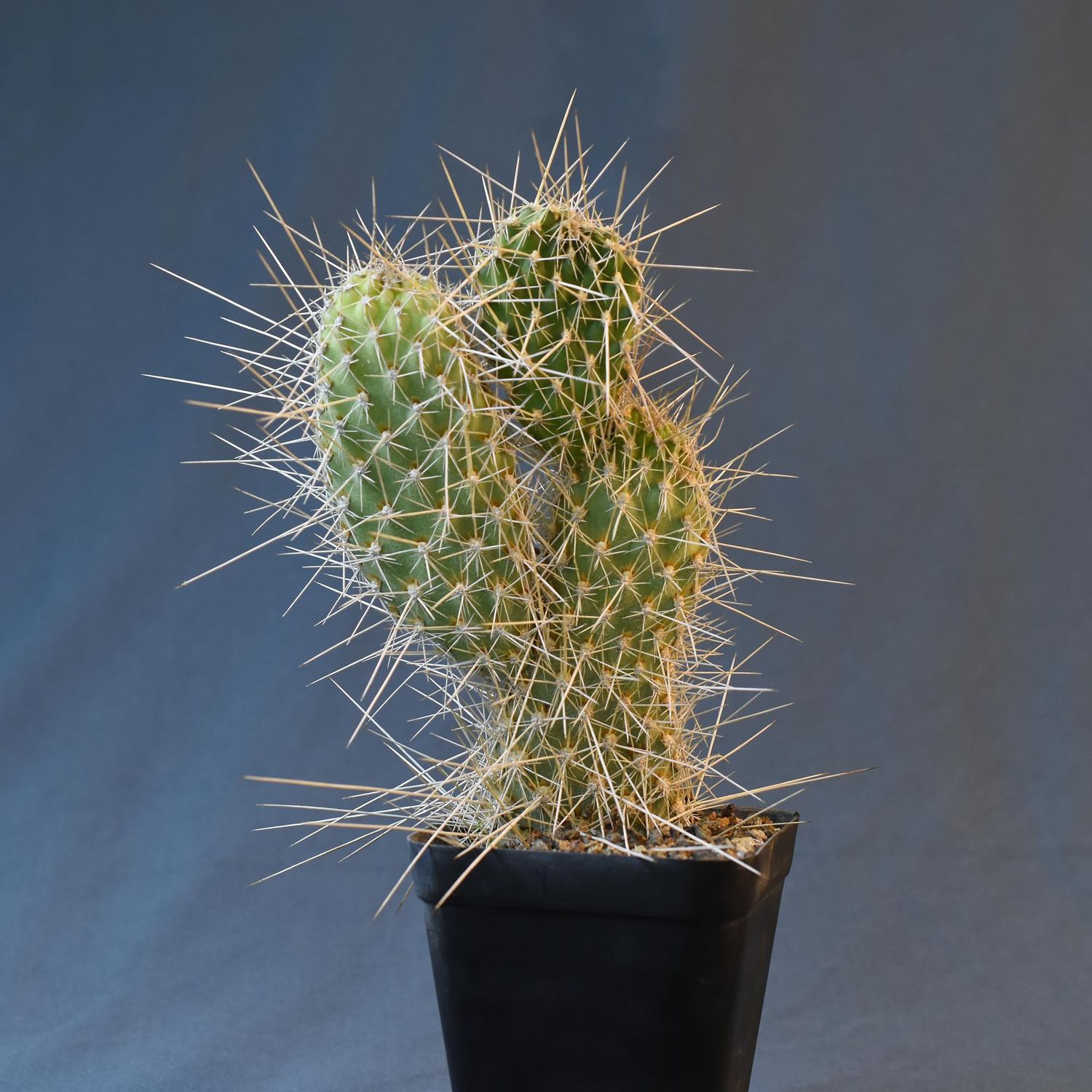 Opuntia polycantha var erinacea ursina