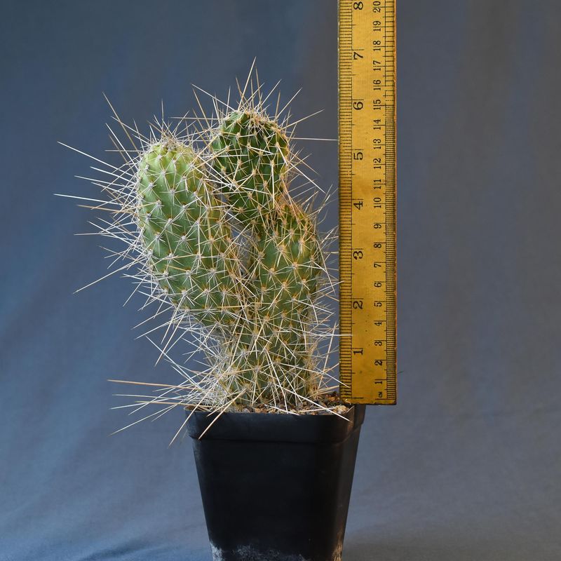 Opuntia polycantha var erinacea ursina with ruler for size reference