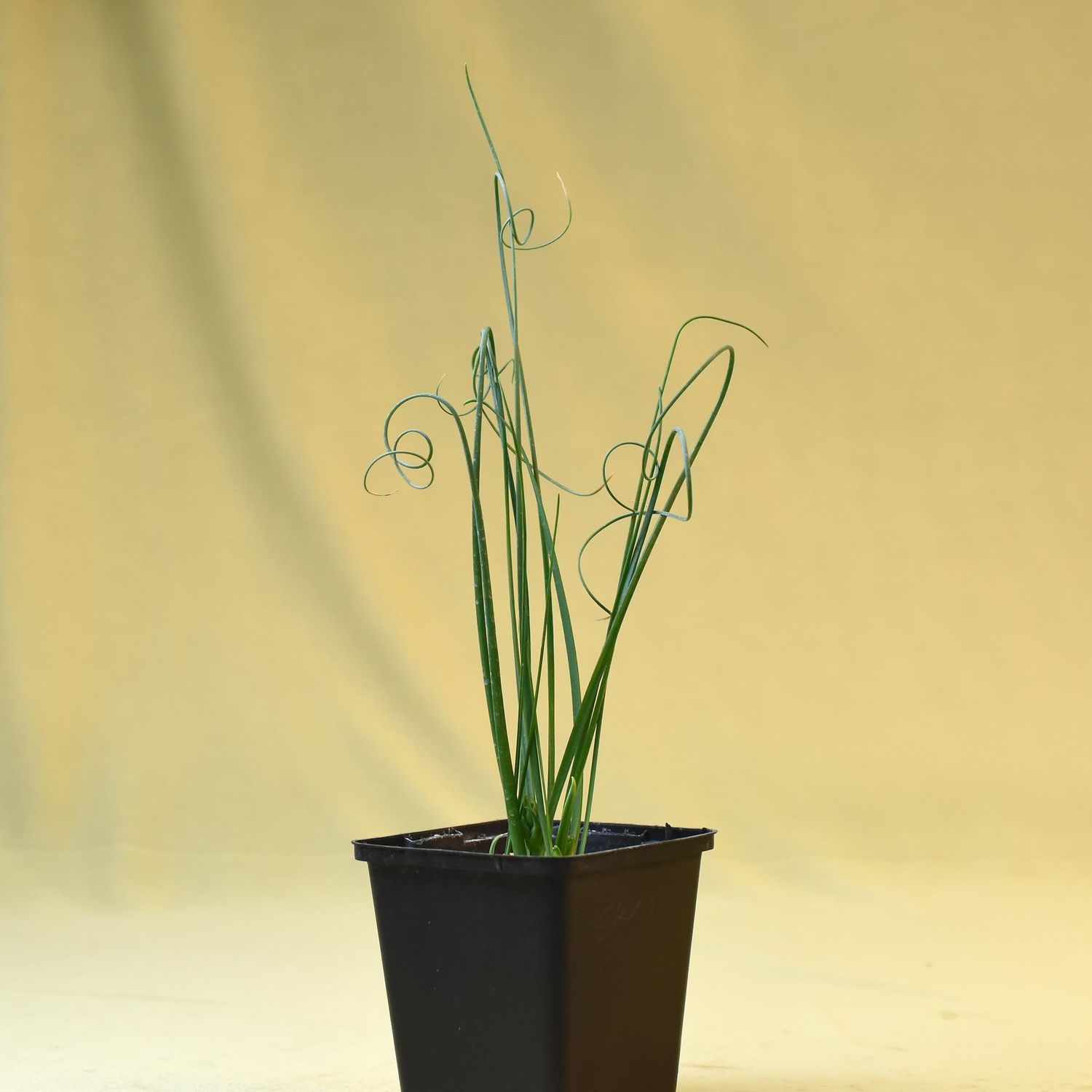 Albuca shawii