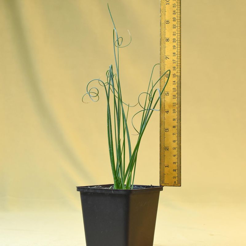 Albuca shawii