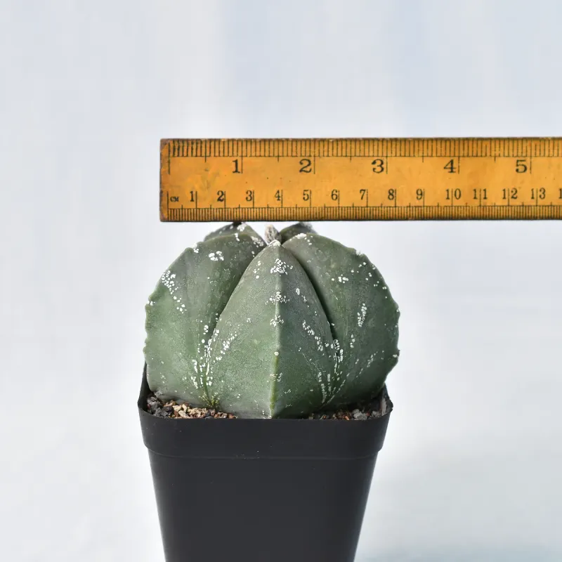 Astrophytum myriostigma CV NUDUM HAKUUN