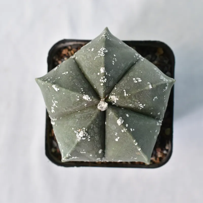 Astrophytum myriostigma CV NUDUM HAKUUN