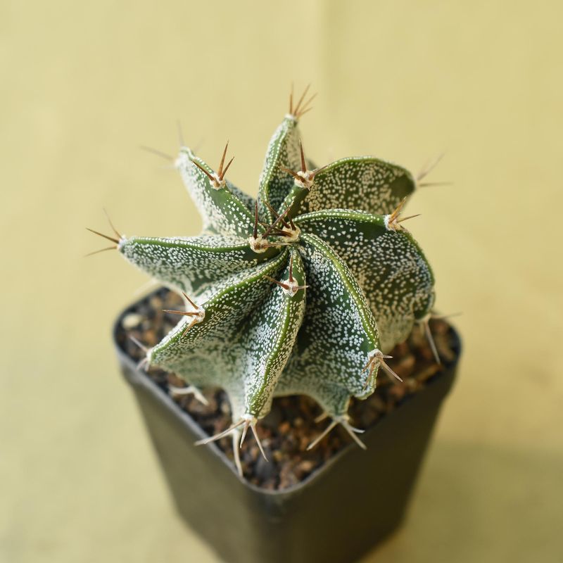 Astrophytum ornatum white flecks (Type / Native Form)