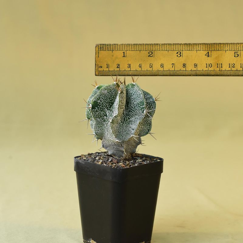 Astrophytum ornatum white flecks (Type / Native Form)