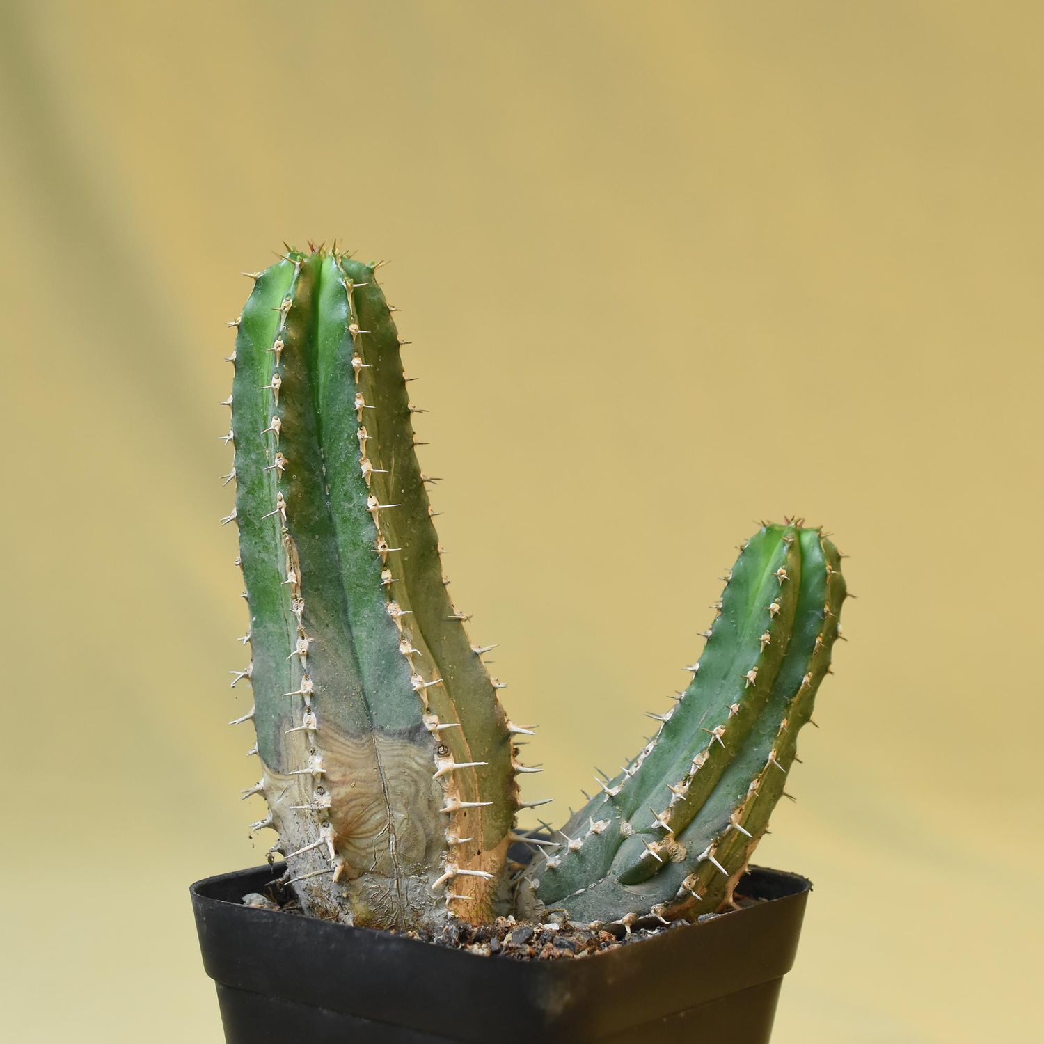Euphorbia officinarum ssp. echinus