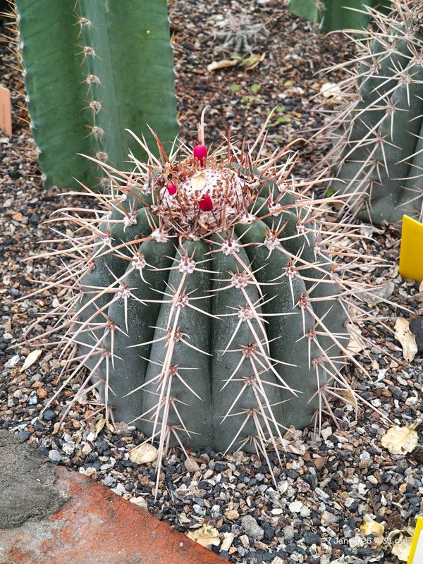 Melocactus bahiensis