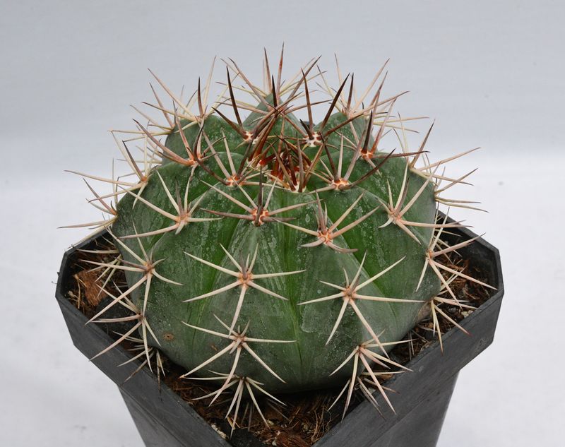 Melocactus bahiensis Large plants front view