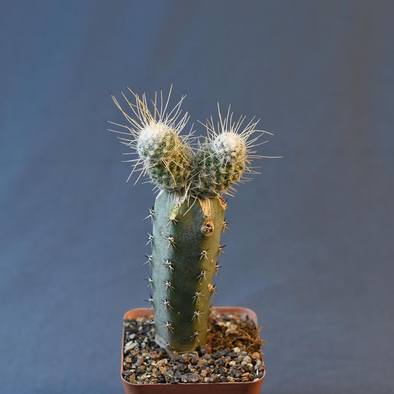 Mammillaria geminispina 'Nobilis'