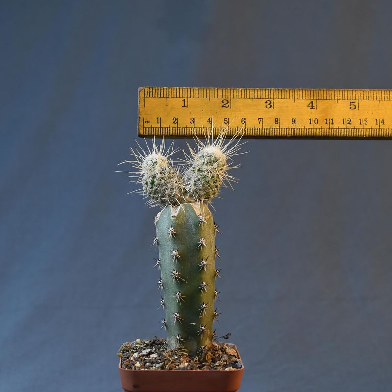 Mammillaria geminispina 'Nobilis' with ruler for size reference