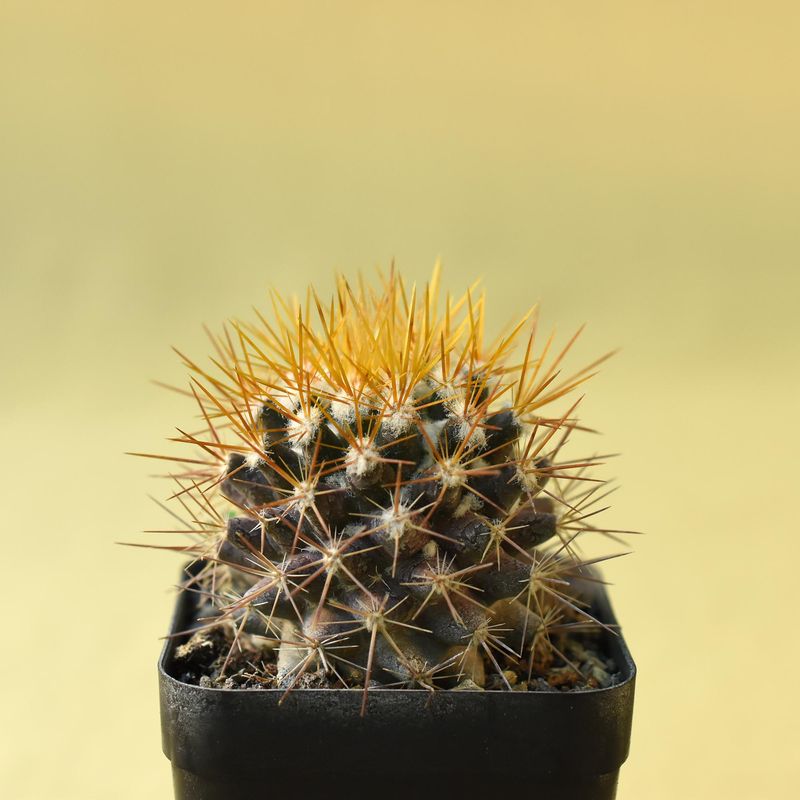 Mammillaria Nivosa