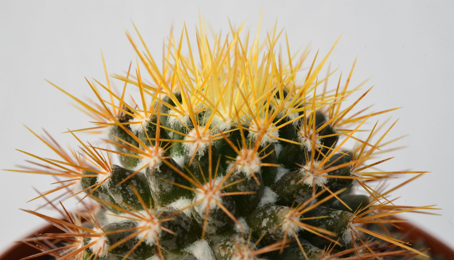 Mammillaria nivosa Mammillaria nivosa